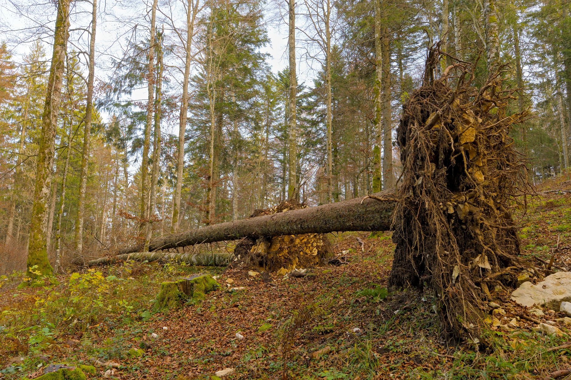 Enlèvement arbre urgence équipe à Neuilly-Plaisance